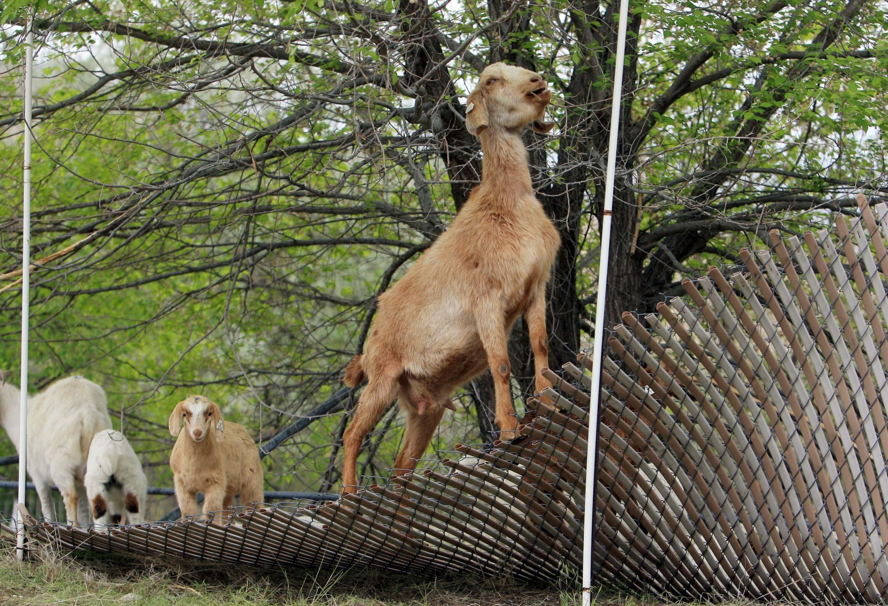 El pastoreo, actividad histórica de los vascos en Boise, Idaho.