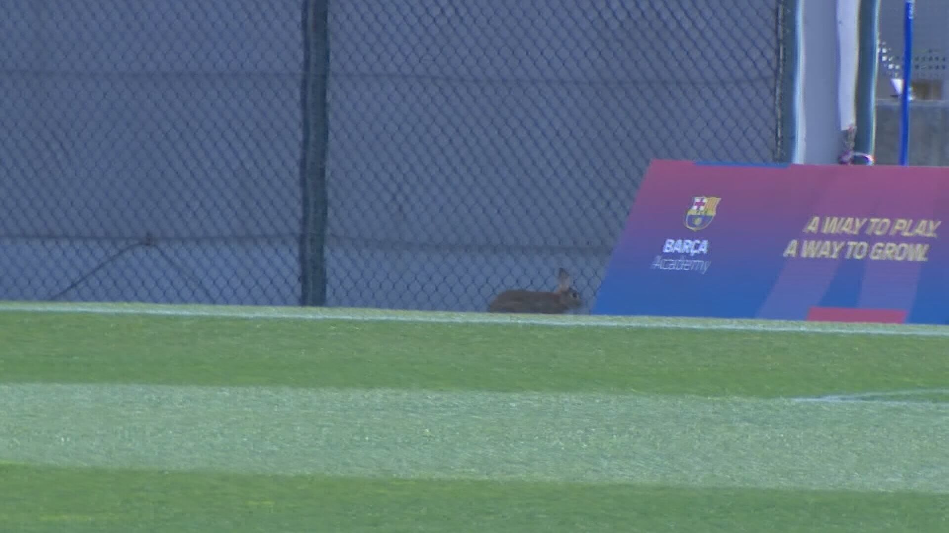  El conejo en el entrenamiento del Barcelona (Fuente: ElDesmarque)