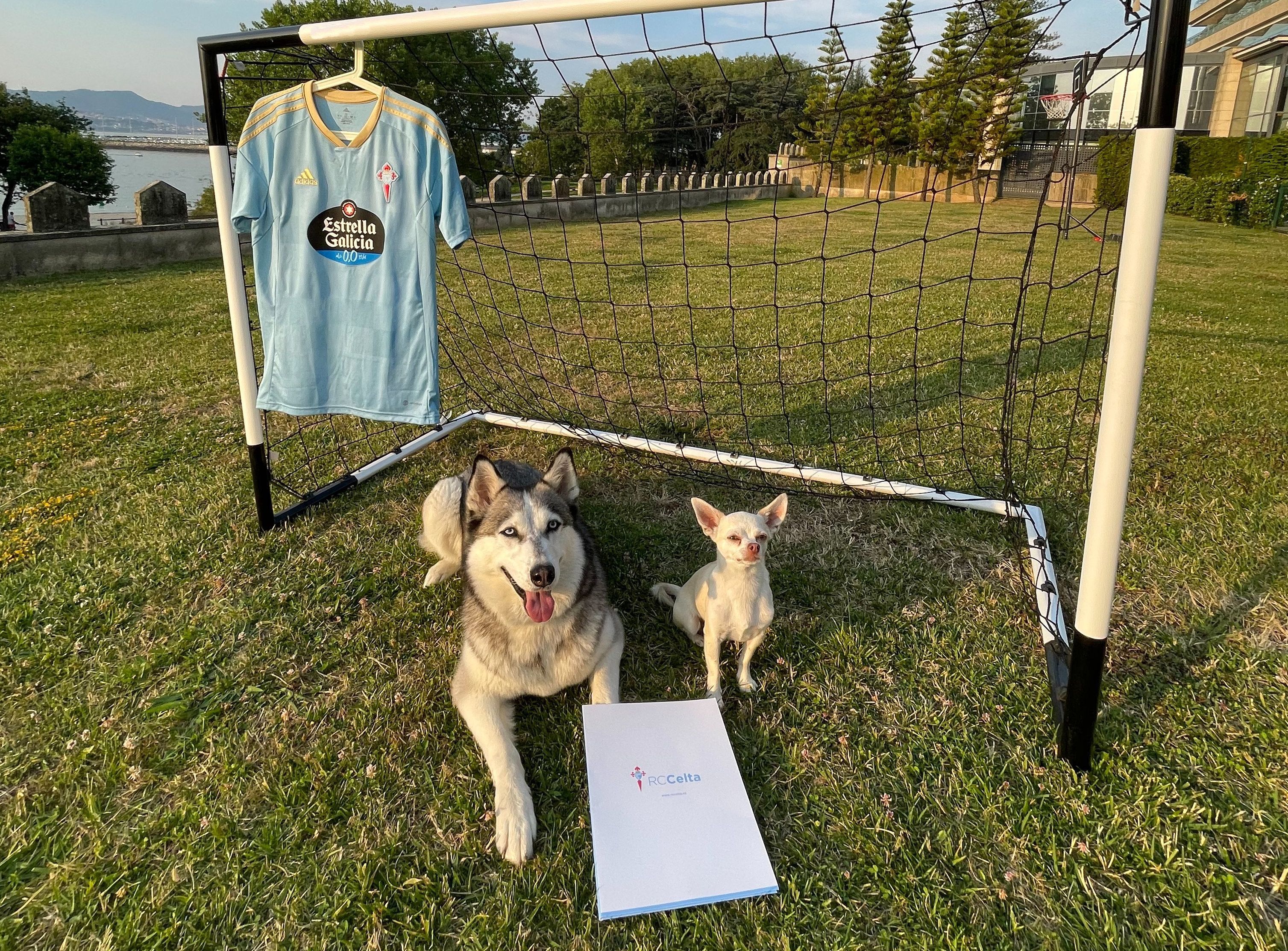 Cuco y Perla, los perros de Beltrán con la nueva camiseta del Celta.