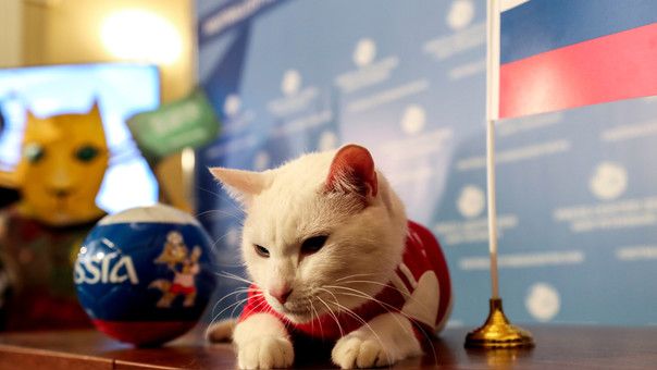  El gato Aquiles, durante el Mundial de Rusia.