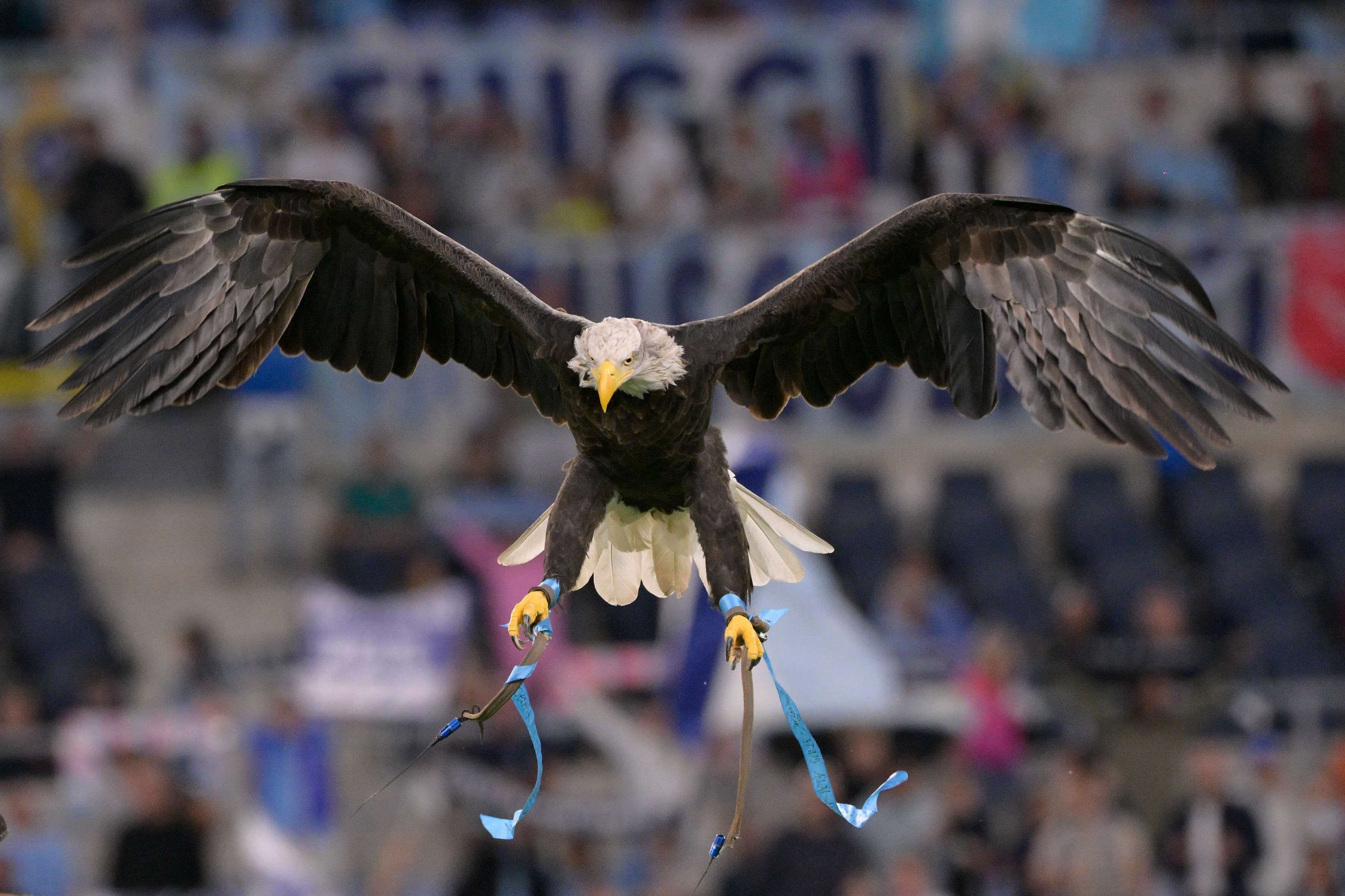  Olimpia, el águila de la Lazio.
