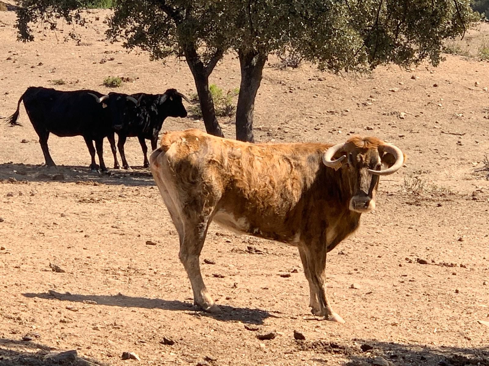 La vaquilla 'bética', en honor a Joaquín.