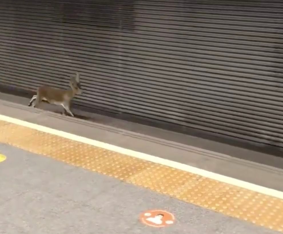  Un corzo corre por el metro de Valencia