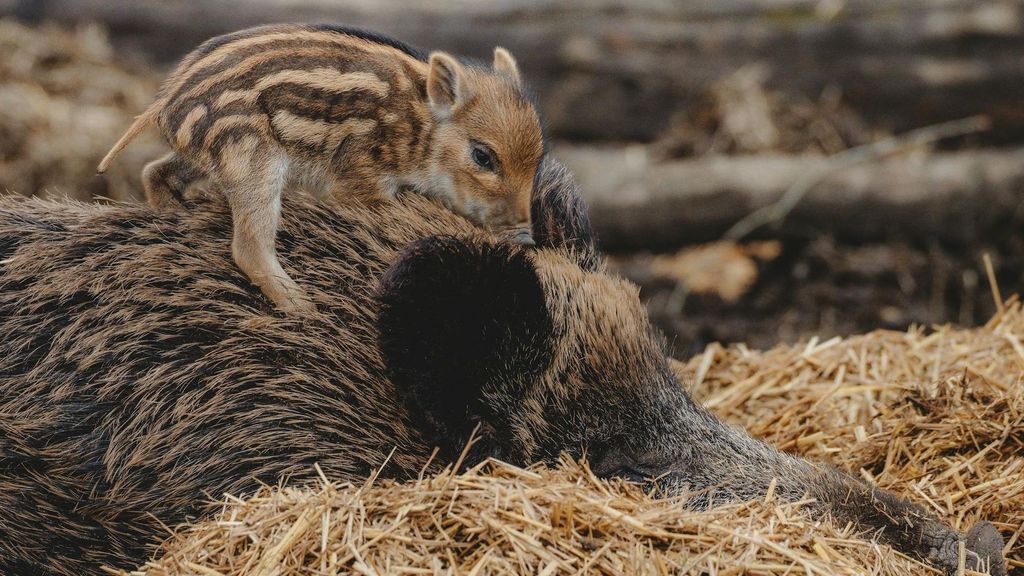 Cría de jabalí con su madre