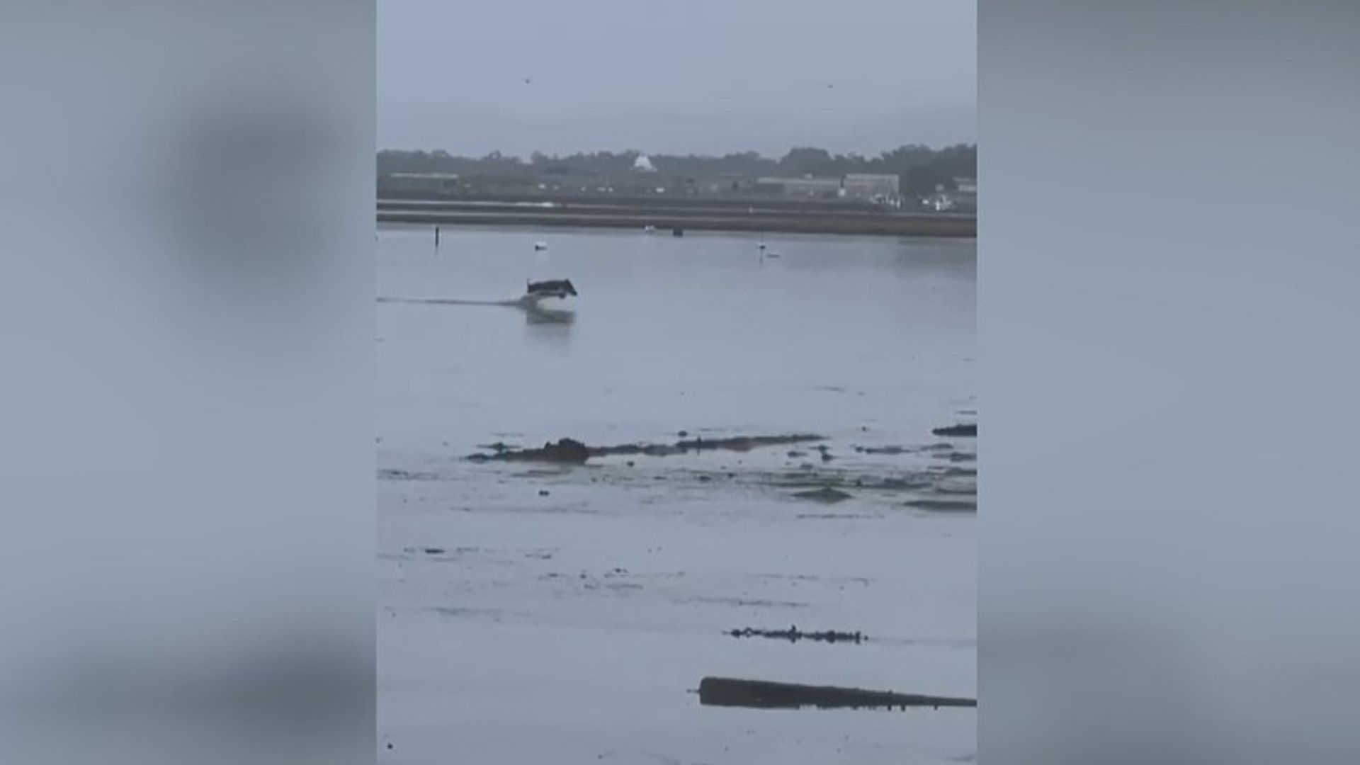 Cría de jabalí en O Grove