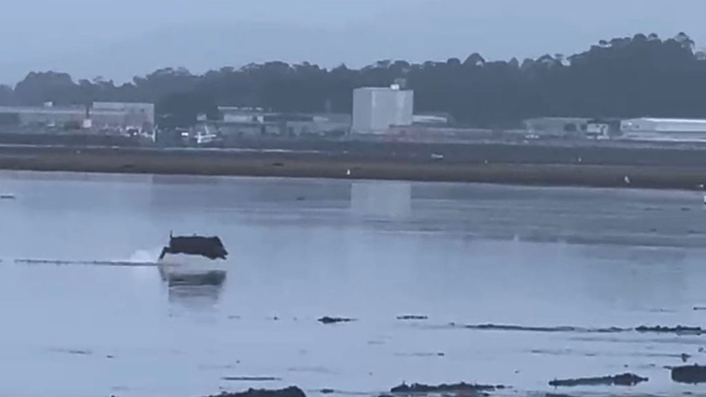 El jabalí que sorprendió a las mariscadoras nadando en el mar