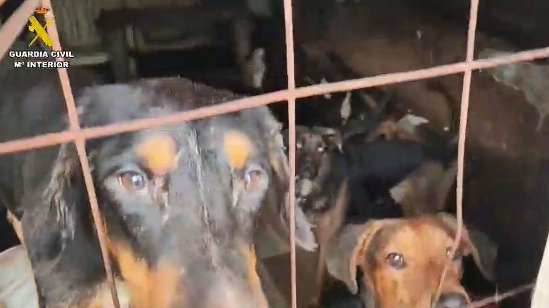 La historia detrás del hallazgo de 52 perros hacinados en condiciones de insalubridad en Arganda del Rey