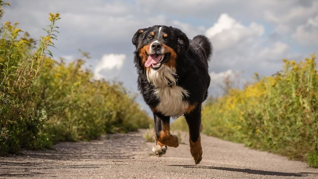 OMNICONDRO SOLUCION PROBLEMAS ARTICULARES