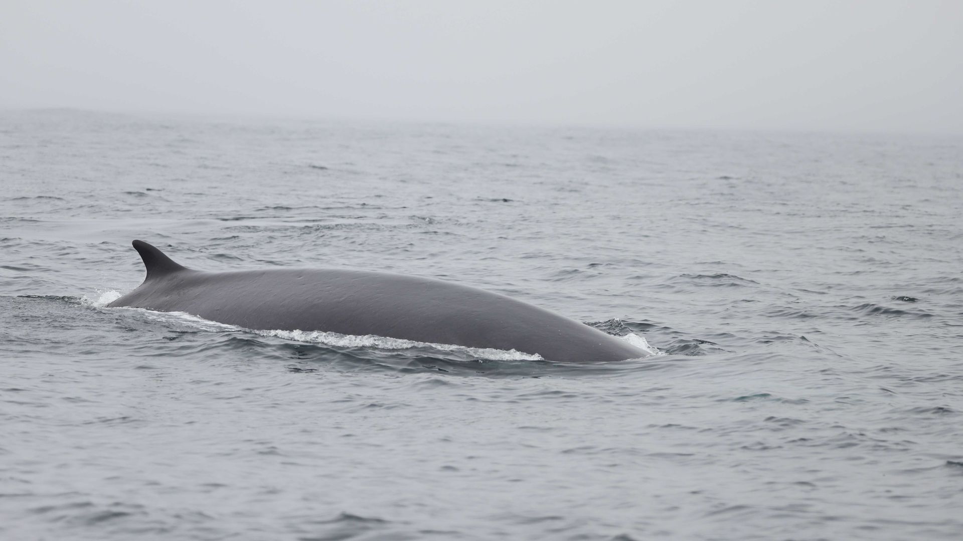 Una ballena