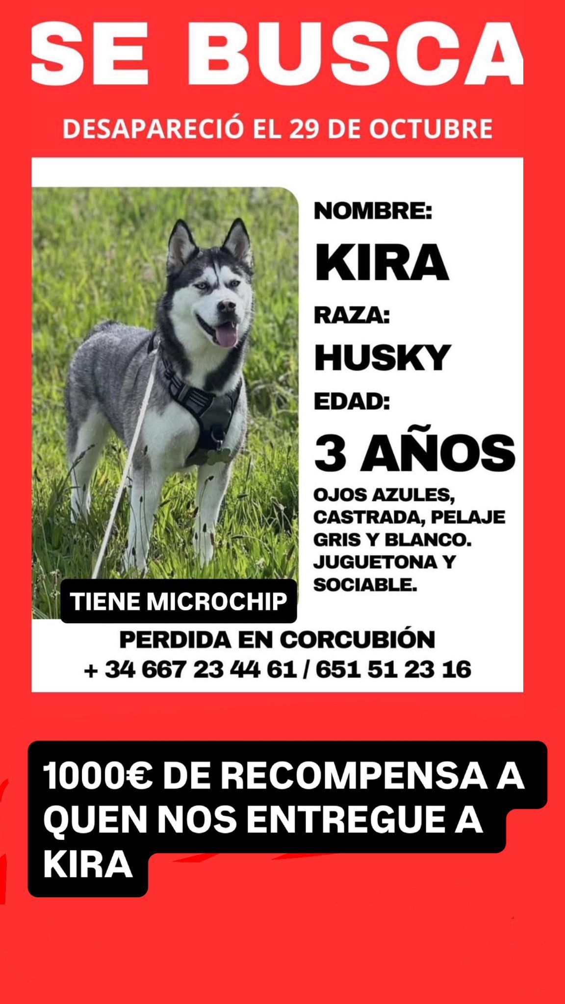 Cartel compartido por la familia en las redes sociales para localizar a Kira, una perra perdida