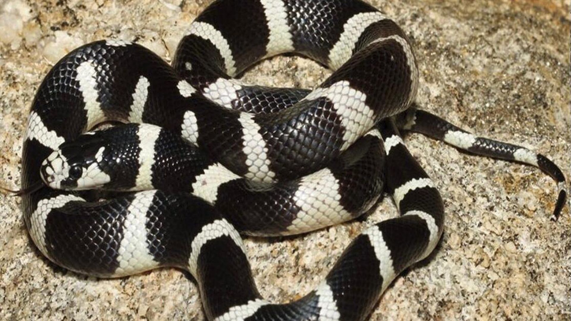 Ejemplar similar al hallado en la parada de autobús de Vitoria