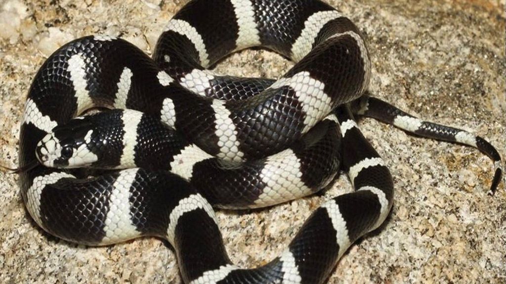 Ejemplar similar al hallado en la parada de autobús de Vitoria