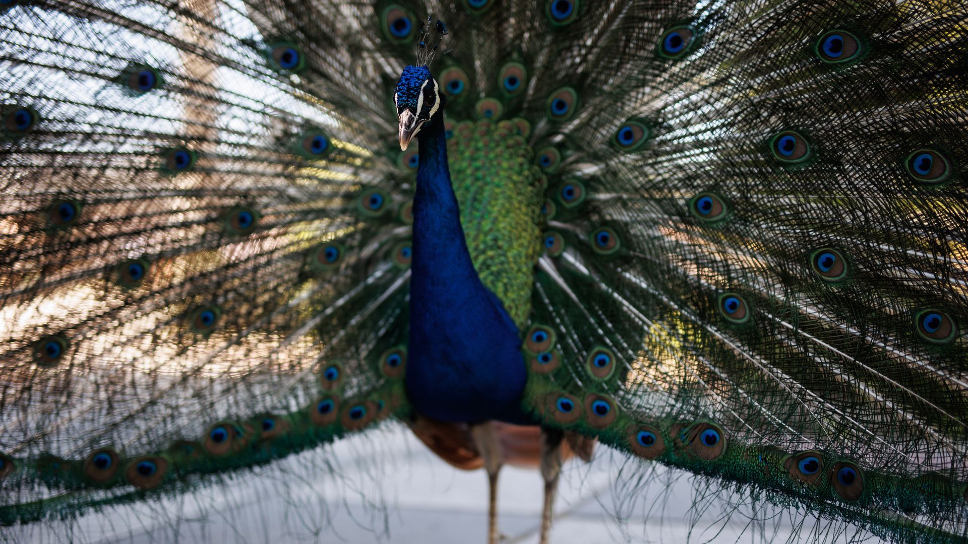 El Ayuntamiento de Madrid confirma que se ha producido un caso de gripe aviar entre los pavos reales del Retiro