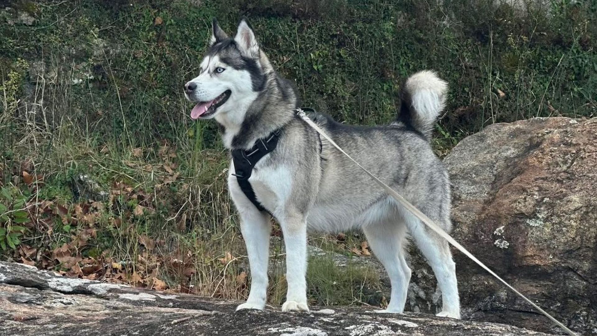 Kira, la perra perdida en Corcubión, a quien su familia busca desesperadamente