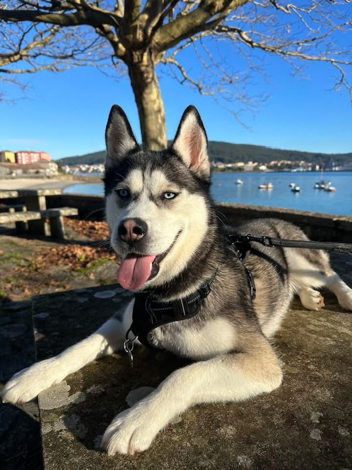 Kira, la perra perdida en Corcubión