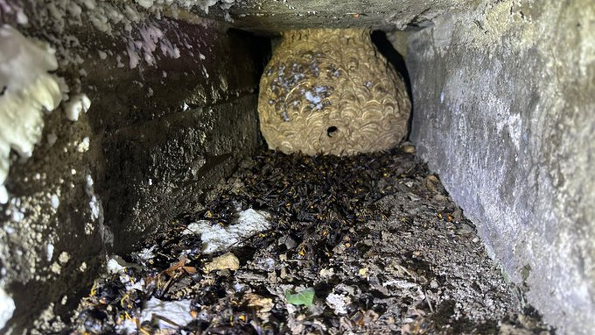 Las avispas habían hecho el nido en el interior de un nicho del cementerio