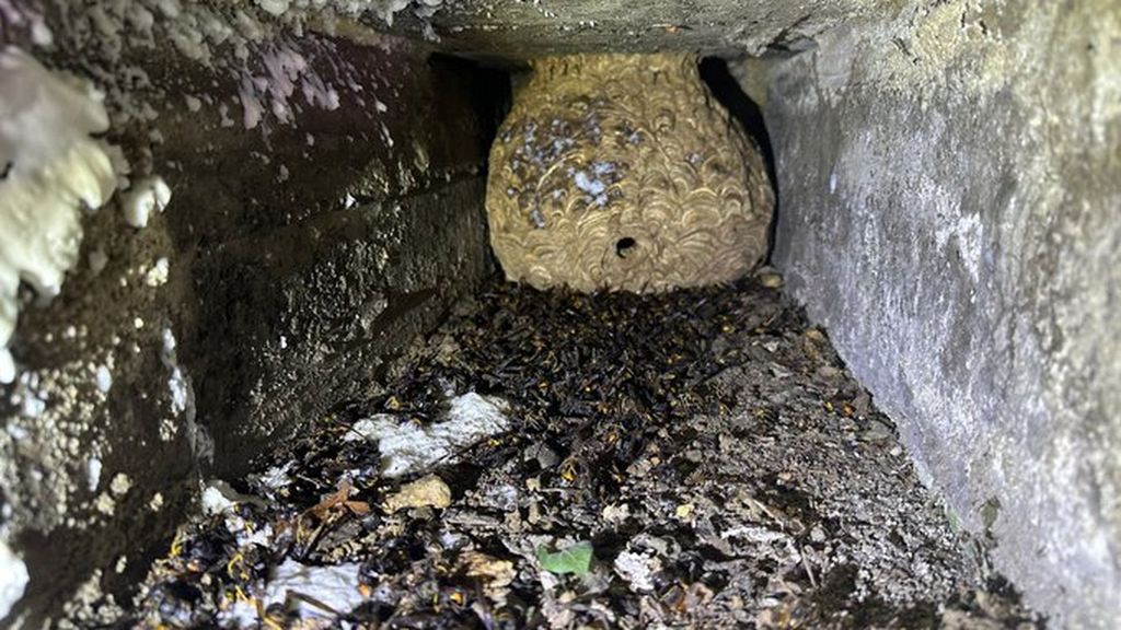 Las avispas habían hecho el nido en el interior de un nicho del cementerio