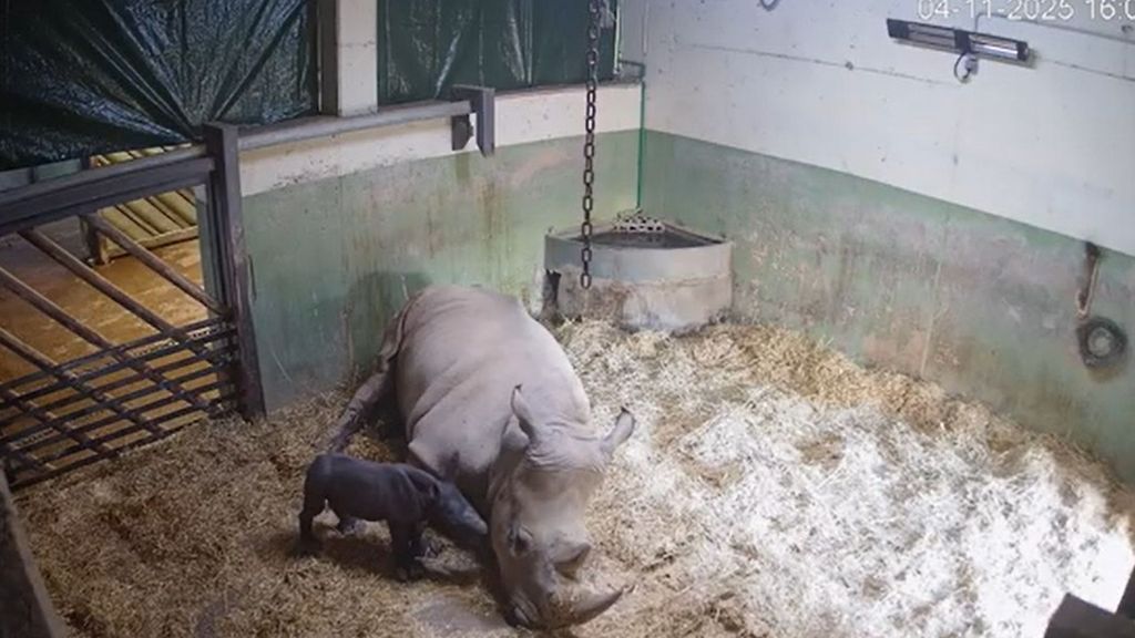 BIOPARC Valencia vive "en directo" el primer nacimiento de un rinoceronte
