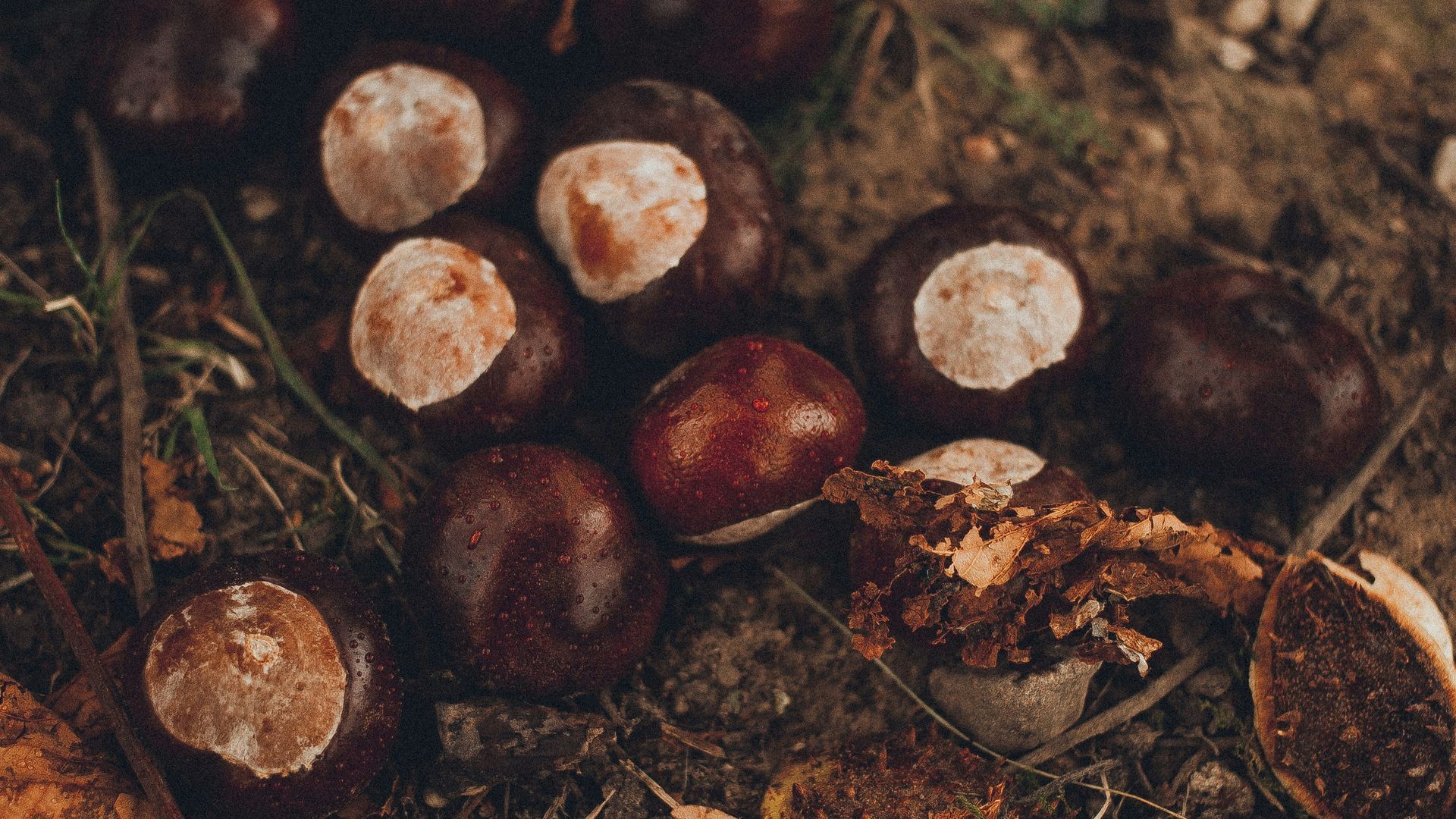 Es época de castañas y setas