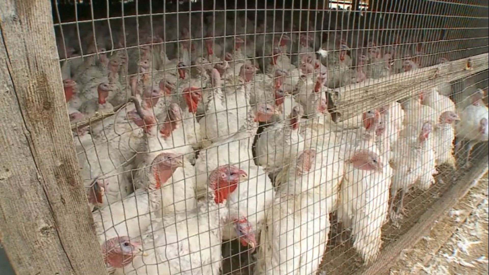 Gripe aviar: los expertos alertan de lo rápido que está mutando el virus Gripe aviar: los expertos alertan de lo rápido que está mutando el virus