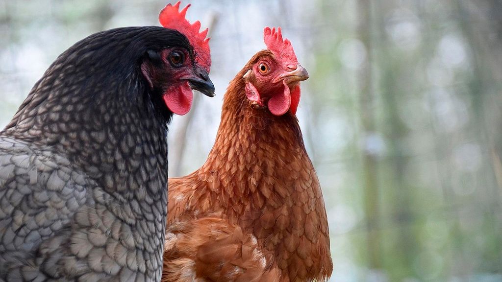 Las granjas comienzas a tomar medidas ante la gripe aviar: prohibida la cría de aves al aire libre