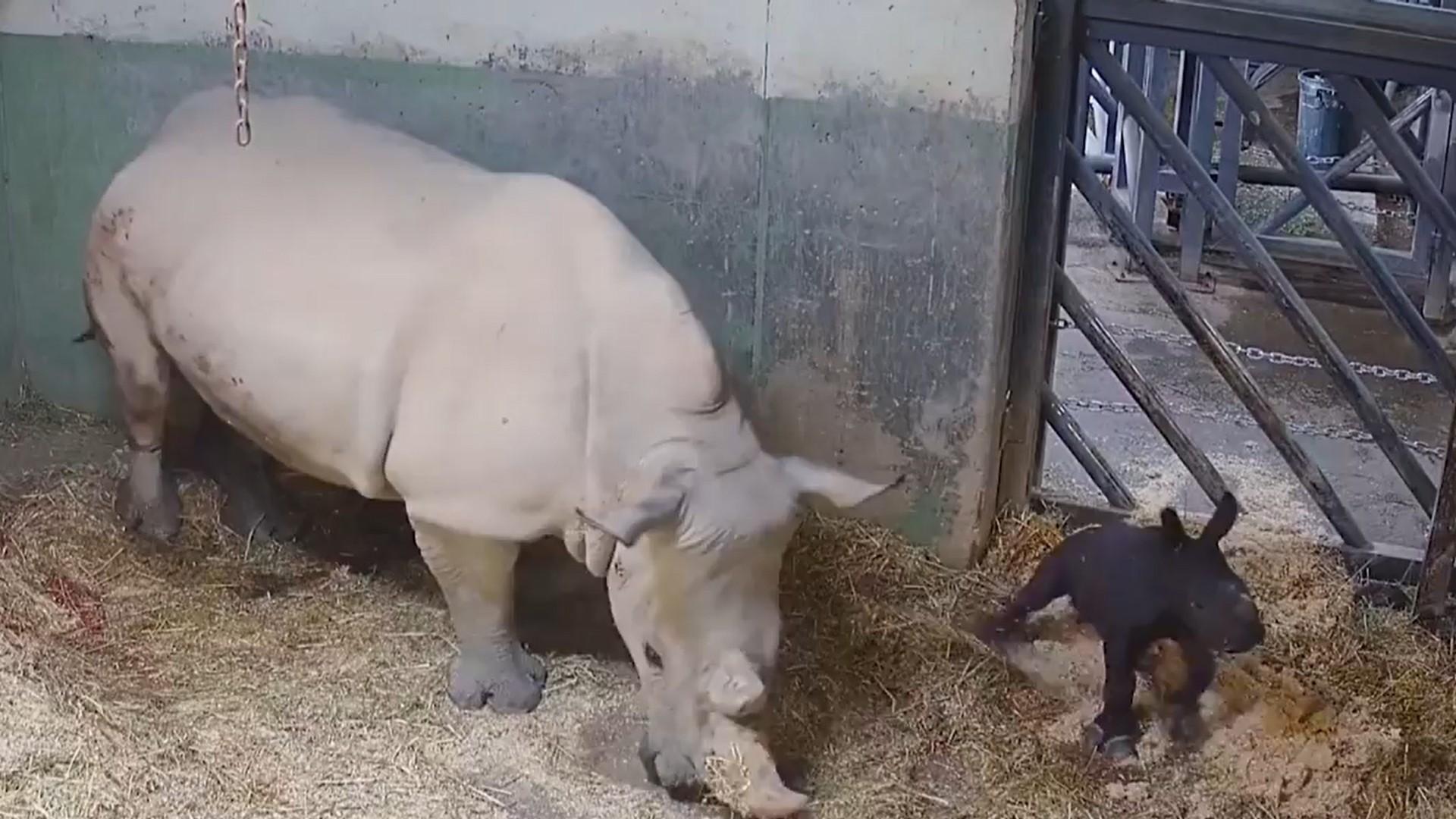 Rinoceronte blanco hembra junto a su cría recién nacida