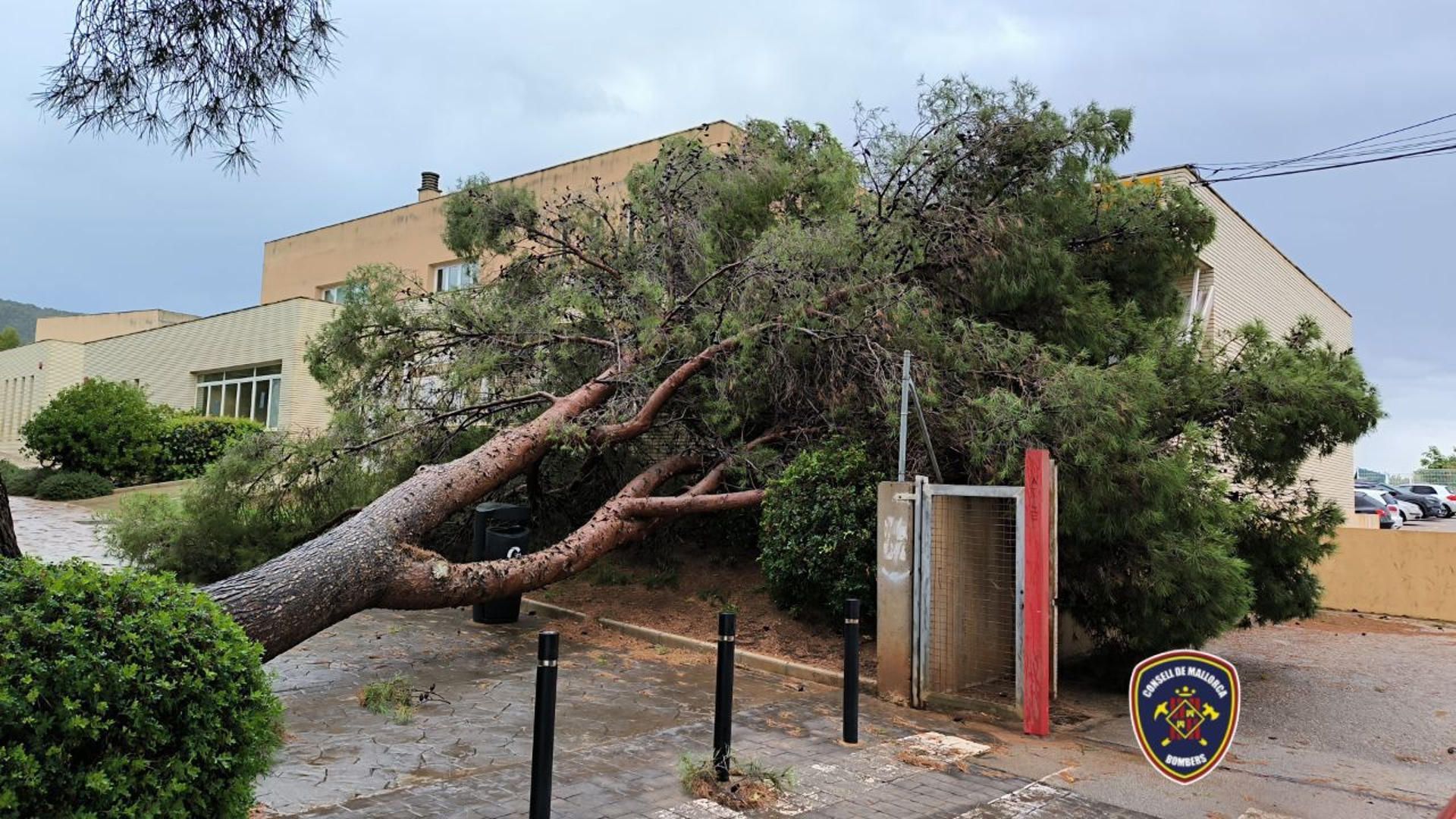 Un árbol cae sobre una escuela infantil en Malorca a causa de una tormenta