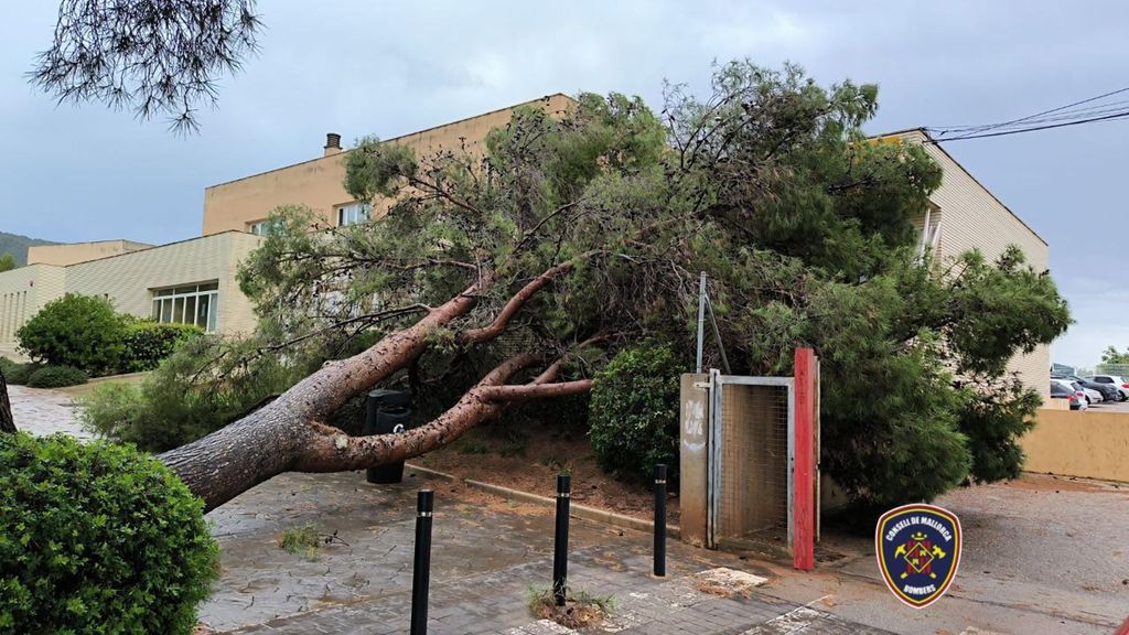Un árbol cae sobre una escuela infantil en Malorca a causa de una tormenta