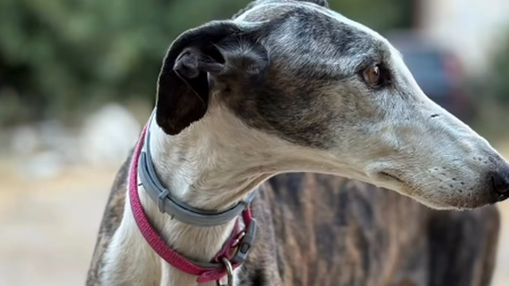 Entran en una protectora y apuñalan a una galga de 12 años con un destornillador entre varias personas en Huelva