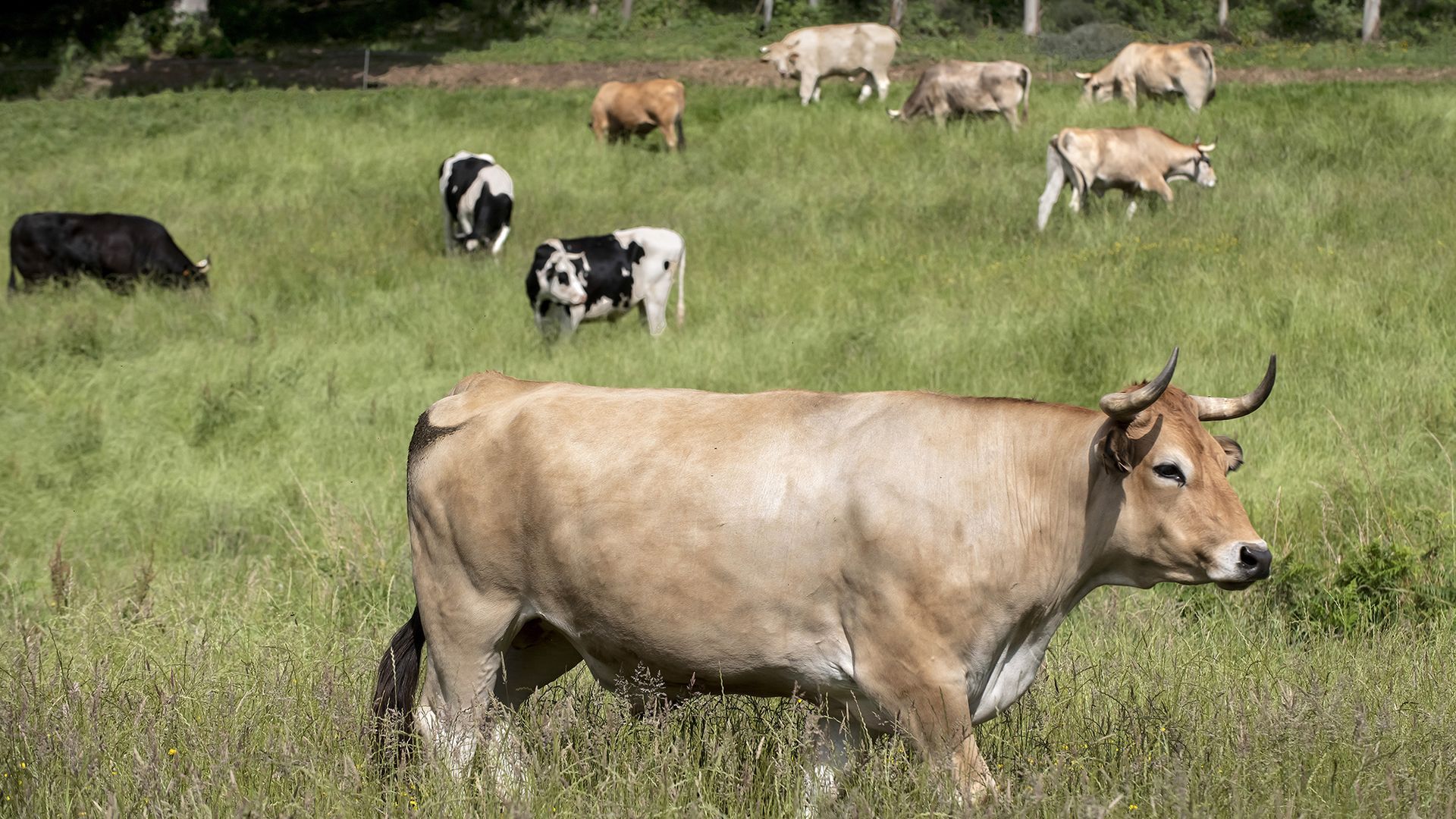Algunos de los ejemplares de su ganadería pastando en los prados de Grolos (Lugo)