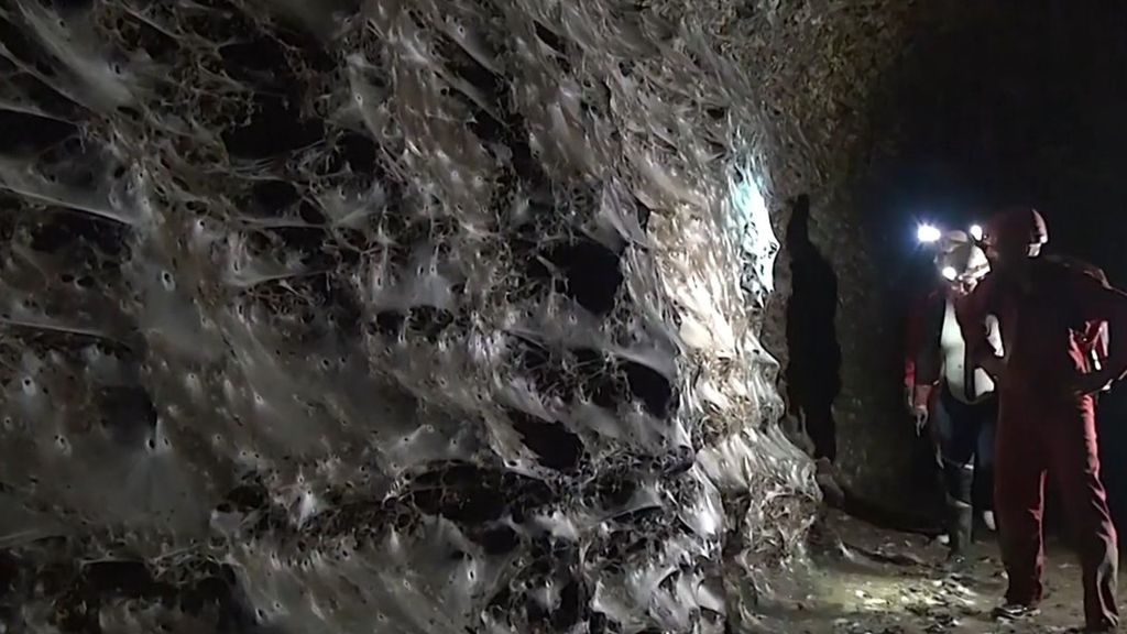 Descubren la telaraña más grande del mundo, con más de 111.000 arácnidos y 106 metros cuadrados