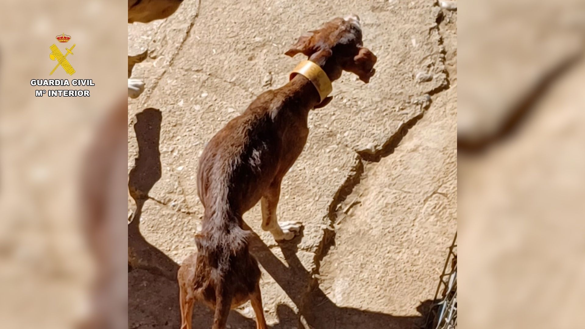 Investigado por maltrato animal un vecino de Huesca en cuya perrera hallan 14 canes desnutridos entre heces