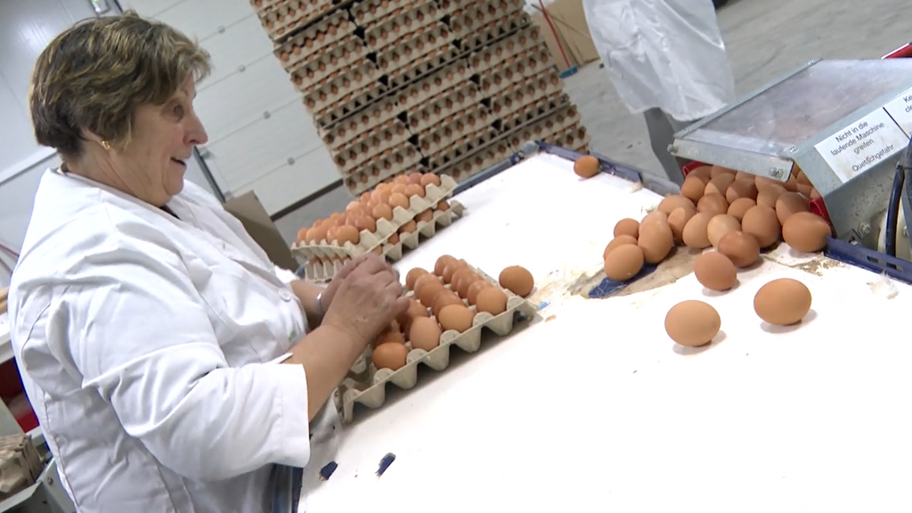 Crece el temor a un aumento del precio de los huevos por la gripe aviar: en España se consumen 143 al año por persona