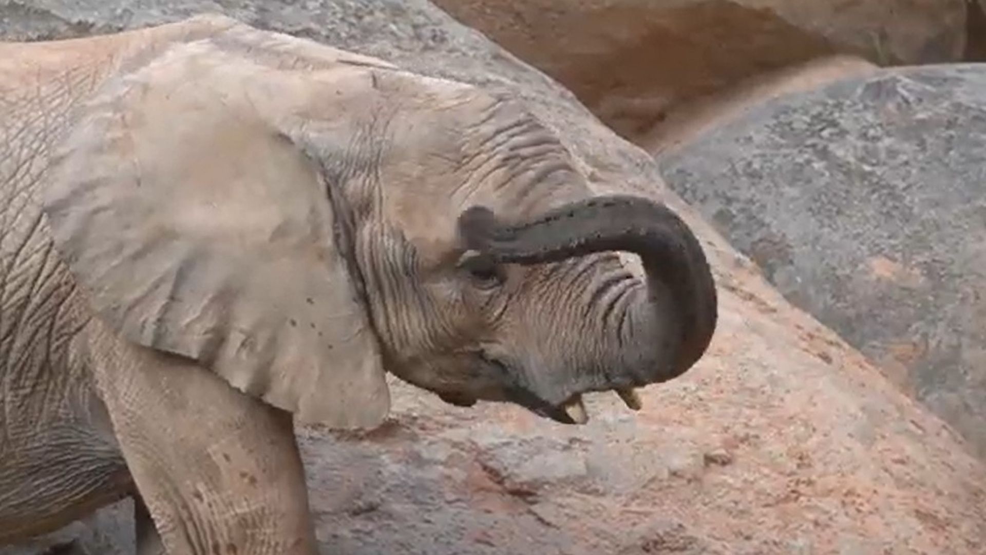 La elefanta Makena cumple tres años en el Bioparc Valencia