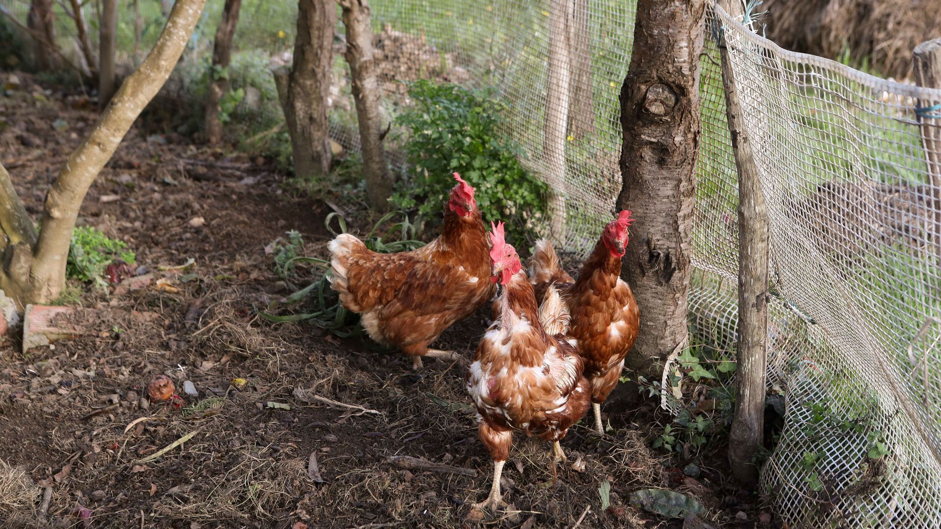 La gripe aviar se extiende en España disparando el precio del huevo: entra en vigor la prohibición de criar aves de corral al aire libre