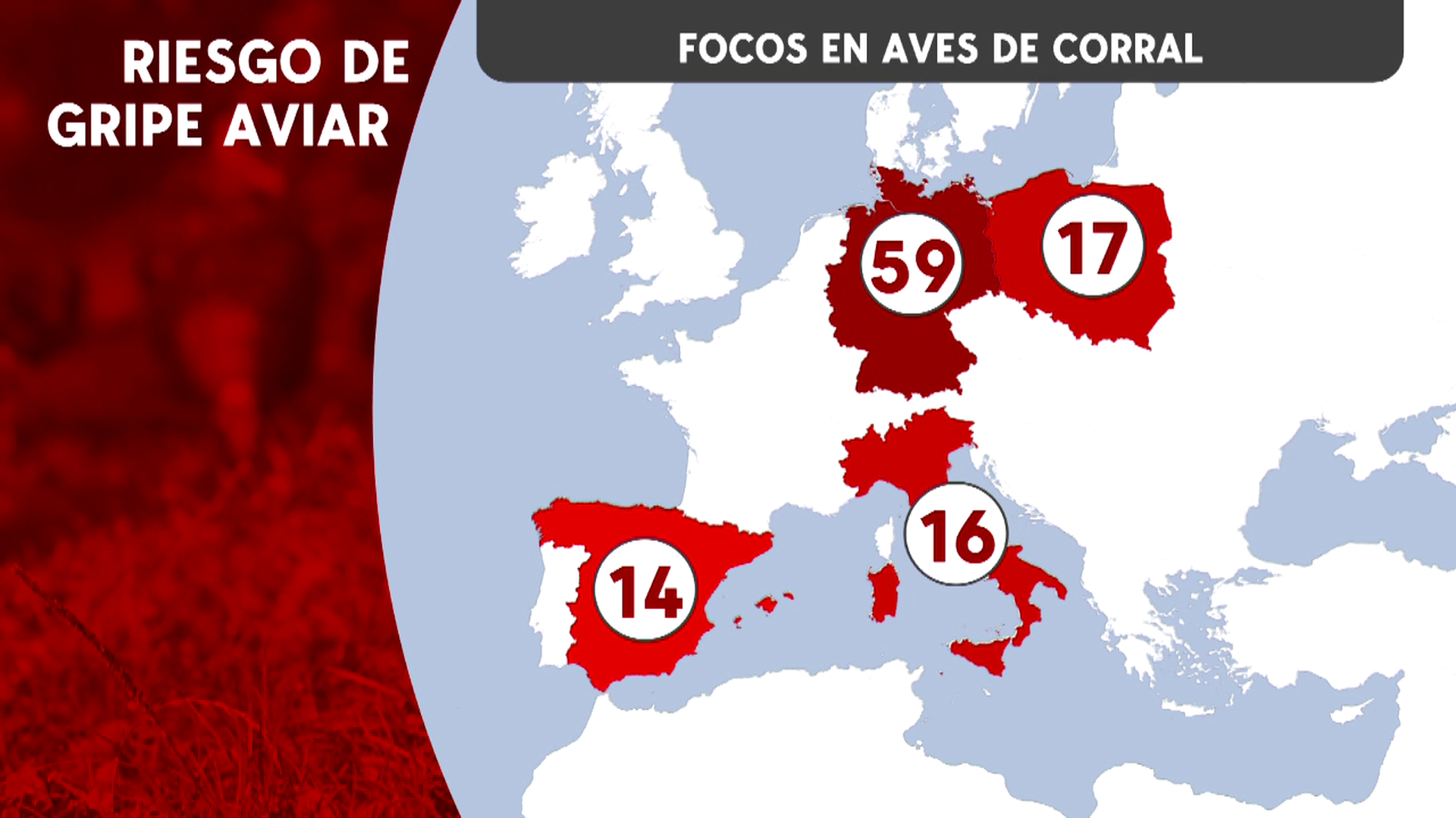 La gripe aviar se extiende por la Unión Europea