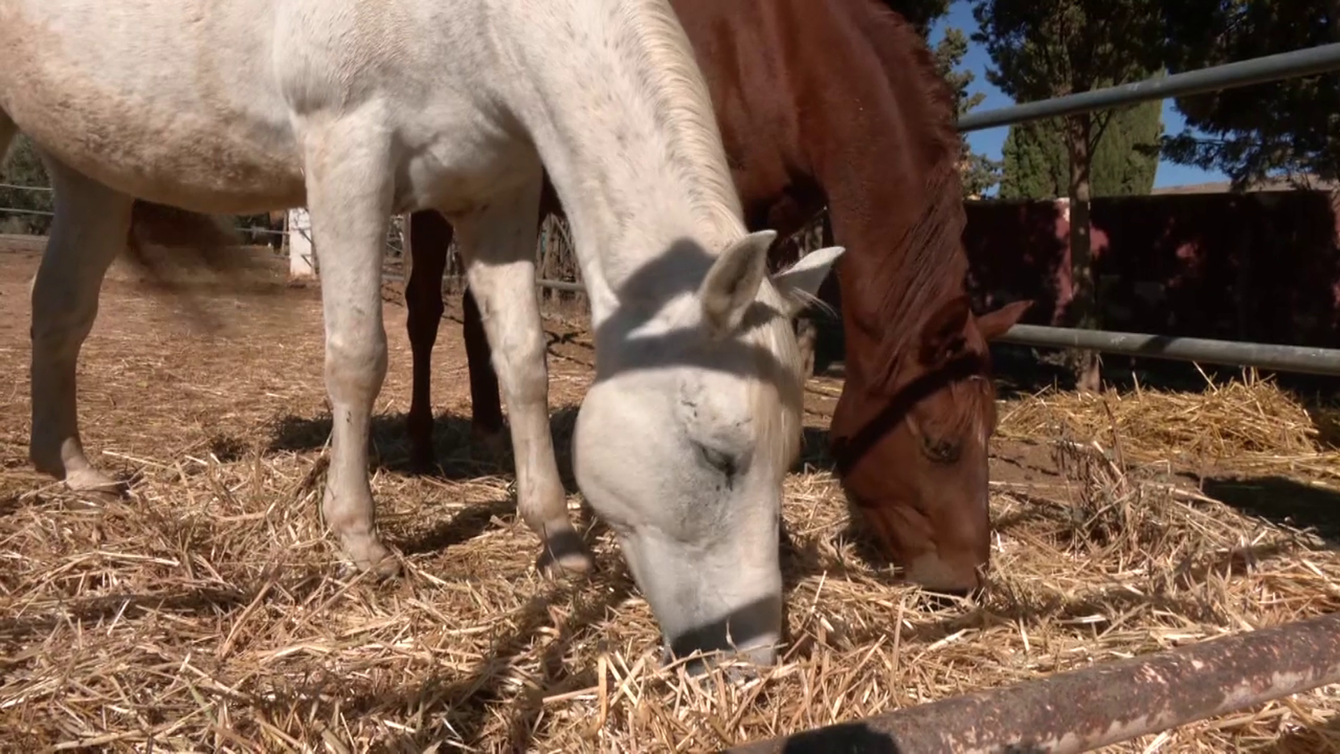 La nueva vida de los caballos liberados de los paseos turísticos en Málaga: de los estragos de su rutina al cuidado de una asociación