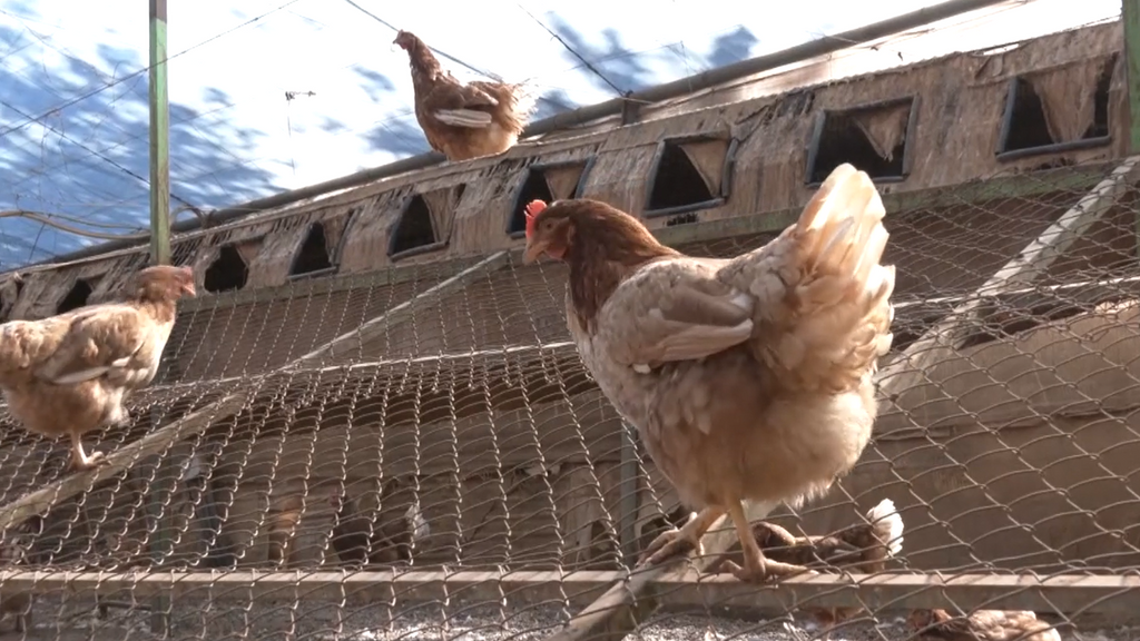 Las gallinas ya no estarán en libertad para prevenir la gripe aviar: así afectará a la producción de los huevos