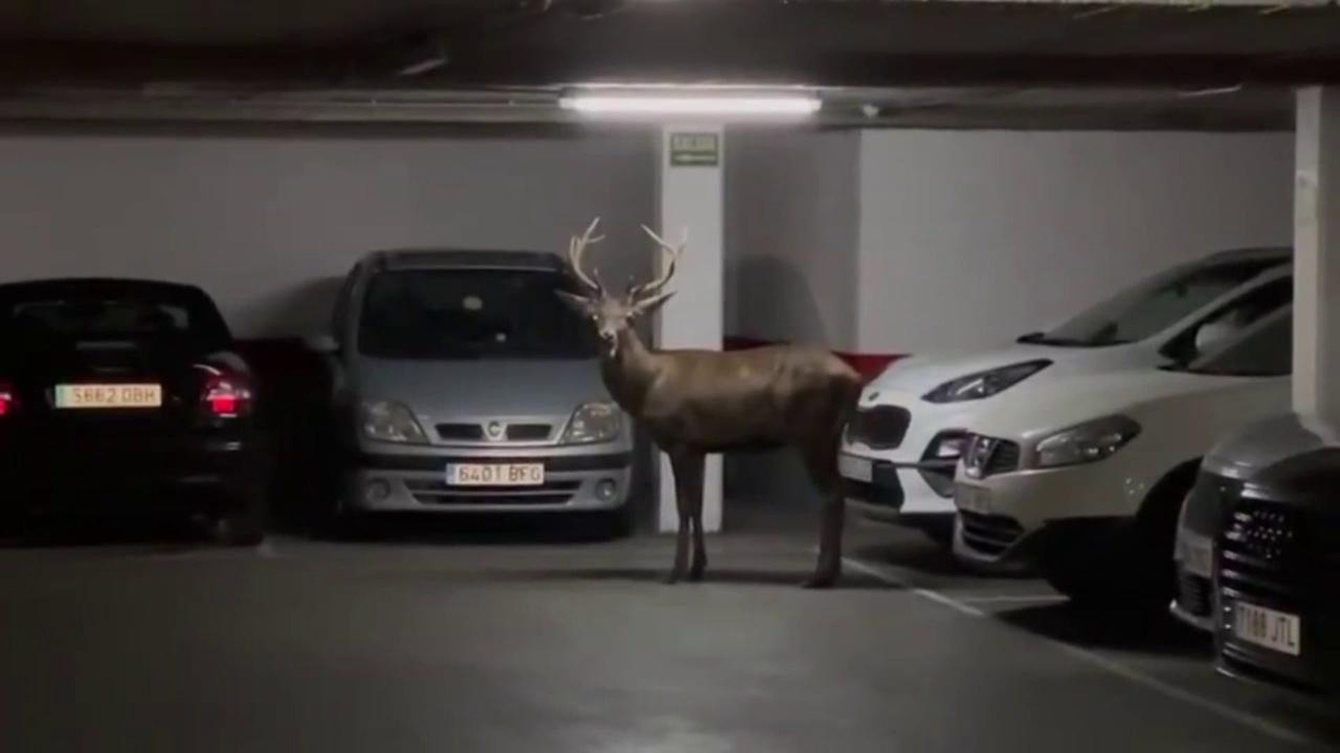 Un ciervo sorprende se esconde durante más de cuatro horas en un parking de Zamora