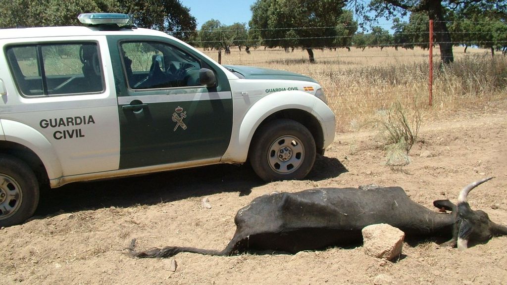 Una de las 36 vacas muertas de sed halladas por el Seprona en Dos Torres