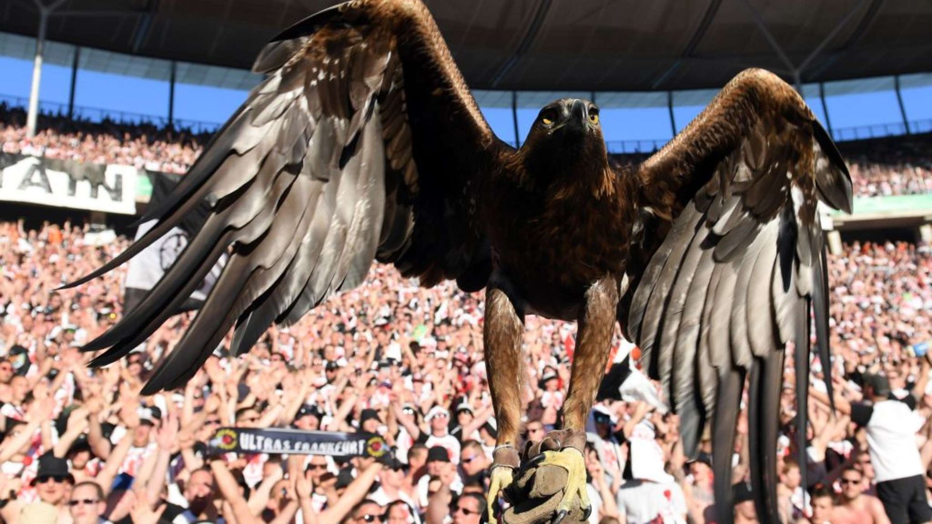 attila_la_mascota_del_eintracht_de_frankfurt_001.jpg