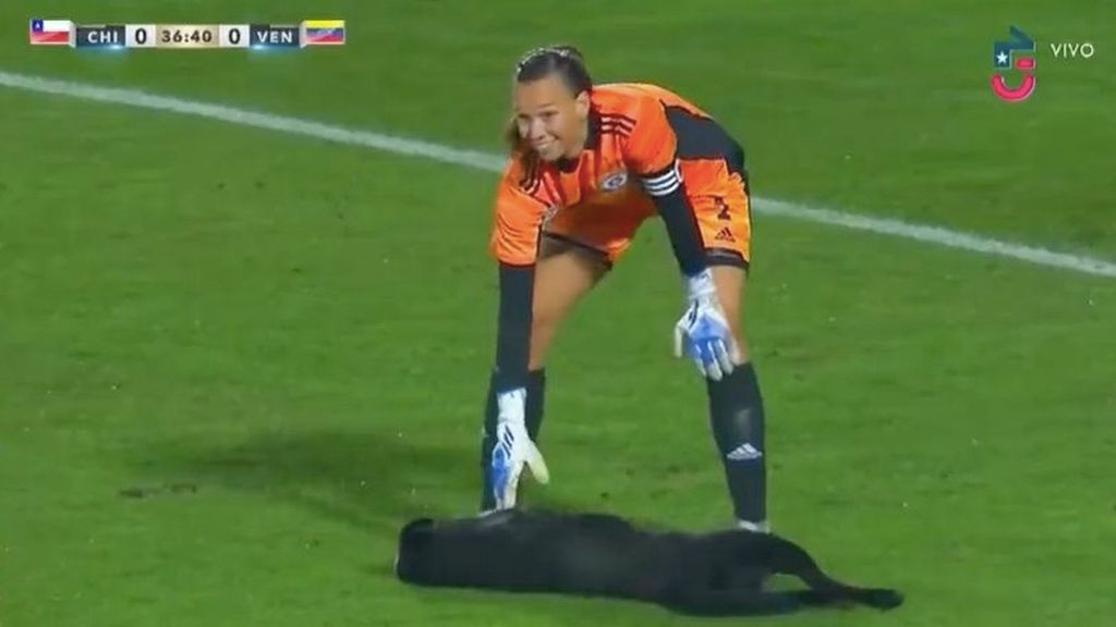 Un perro se cuela en el amistoso Chile-Venezuela de fútbol femenino para que le rasquen la barriga