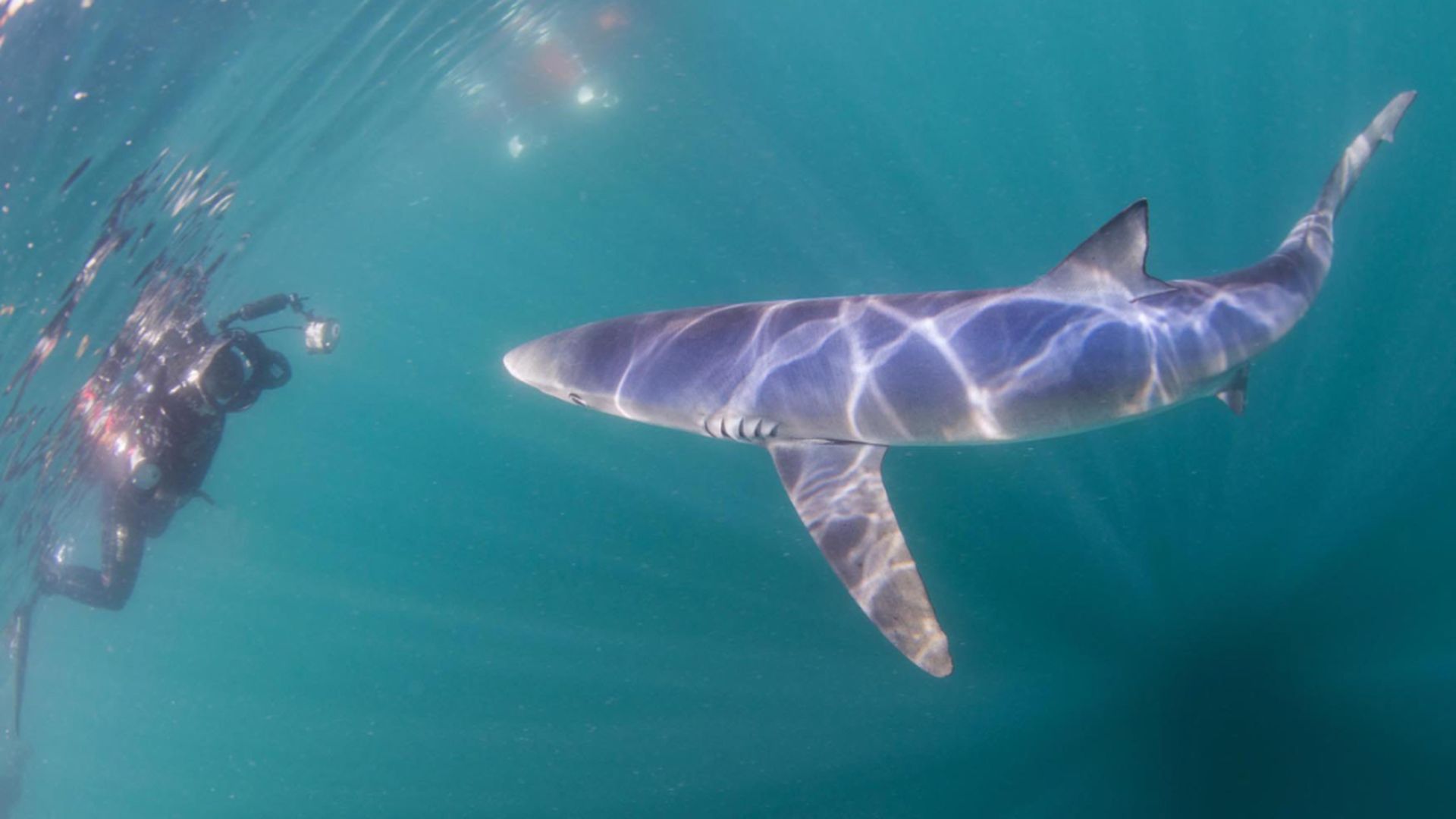 como_actuar_si_te_encuentras_con_un_tiburon_practicando_deporte_001.jpg como_actuar_si_te_encuentras_con_un_tiburon_practicando_deporte_001.jpg