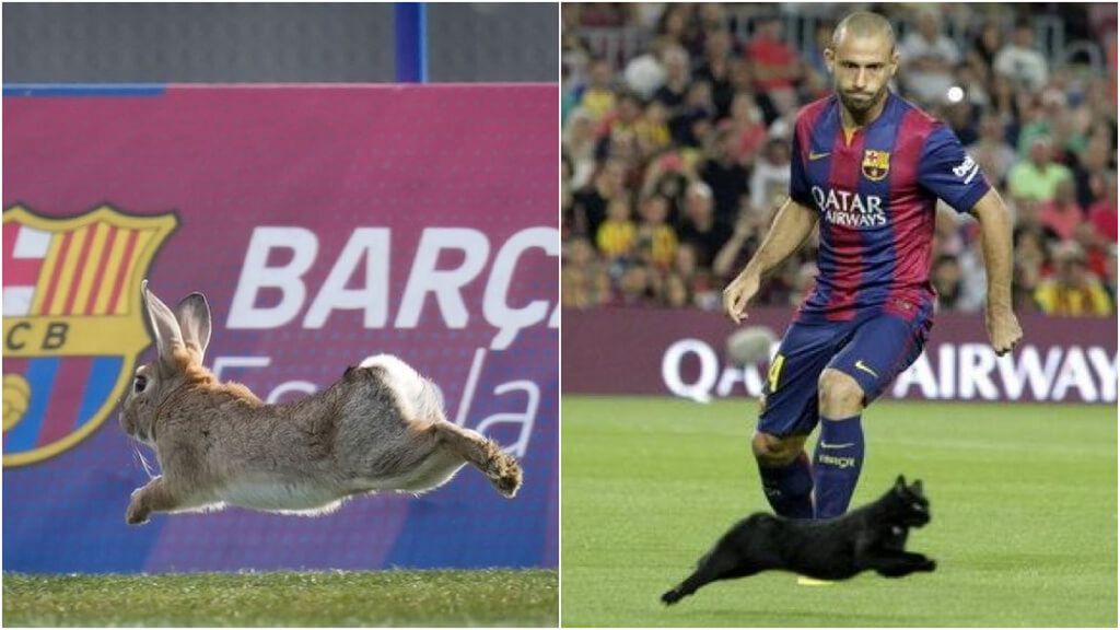 El barcelonismo se aferra al conejo "de la suerte" en el entrenamiento para romper la maldición del gato negro del Camp Nou