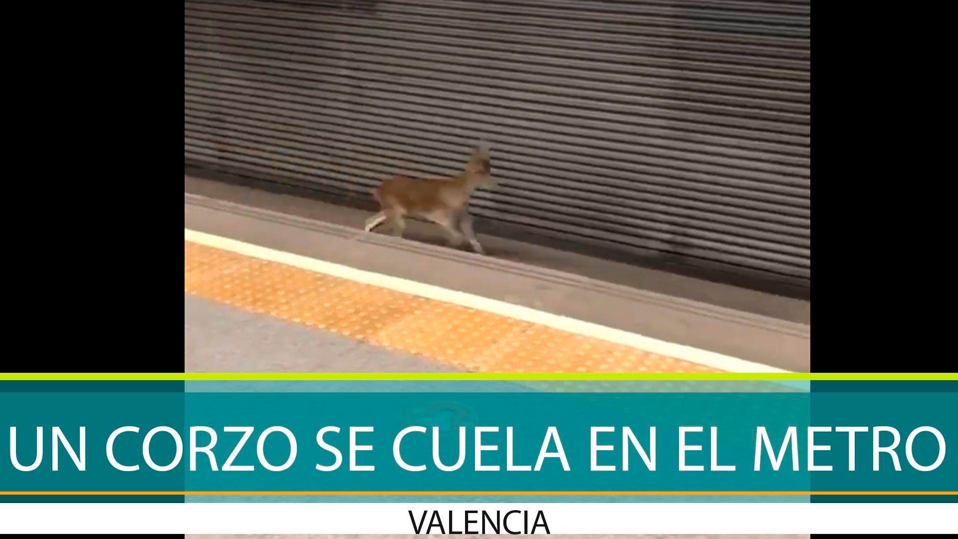 corzo.jpg
