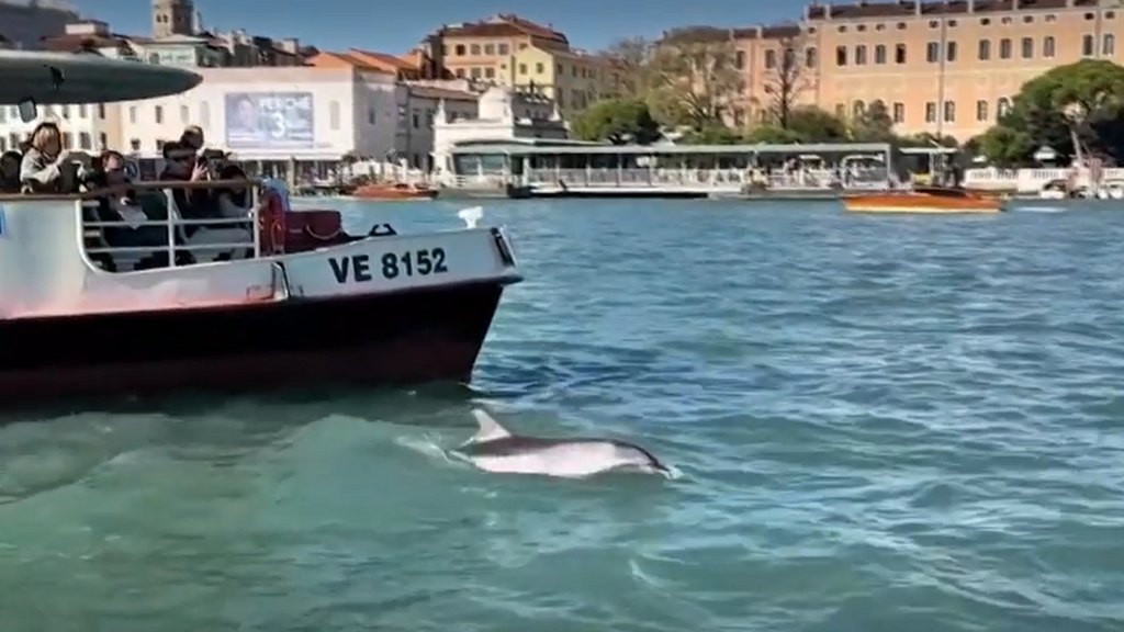 El delfín lleva ya algunas semanas chapoteando entre las góndolas y protagonizando escenas llamativas
