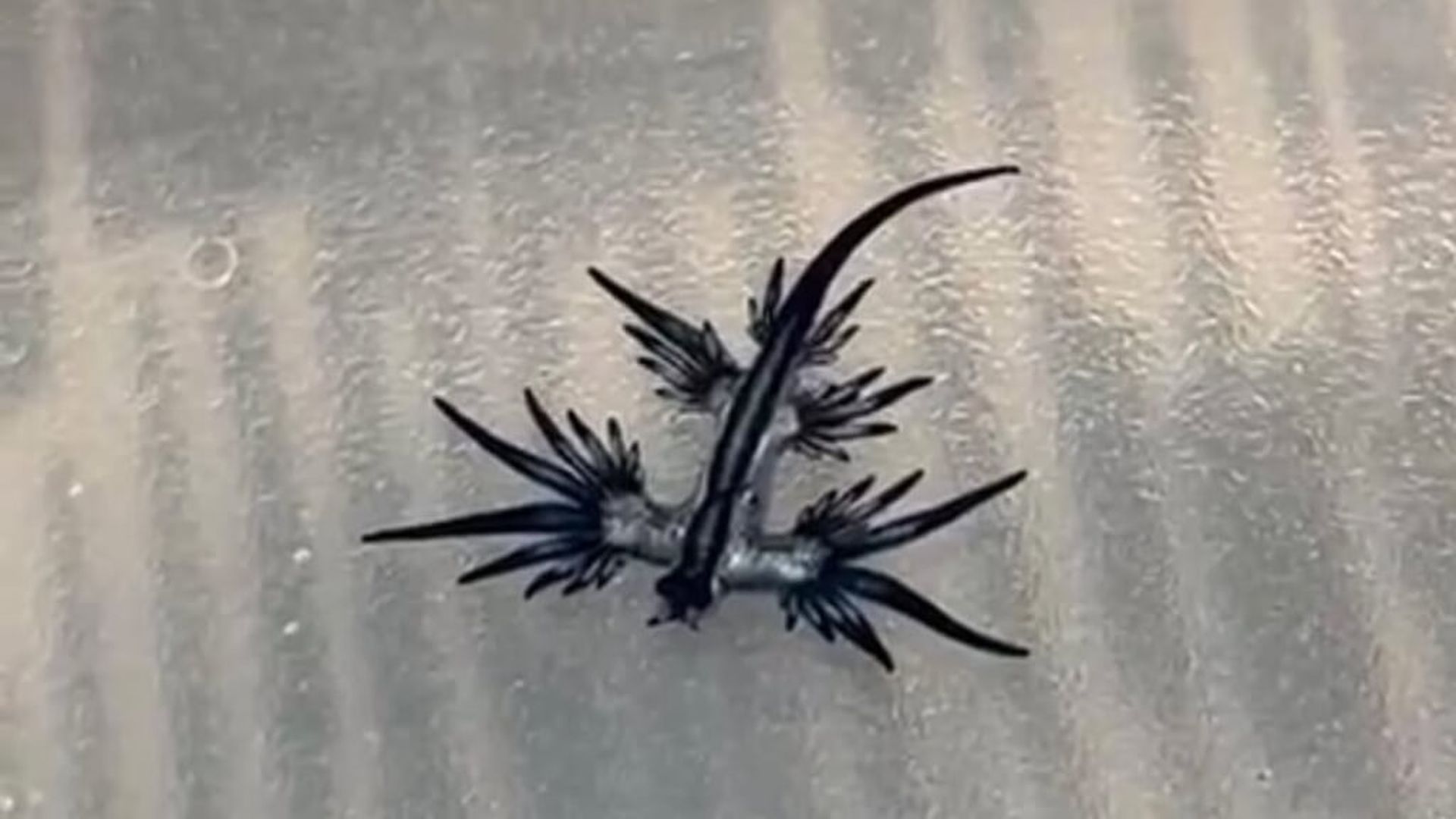 dragon_azuljpg_001.jpg dragon_azuljpg_001.jpg