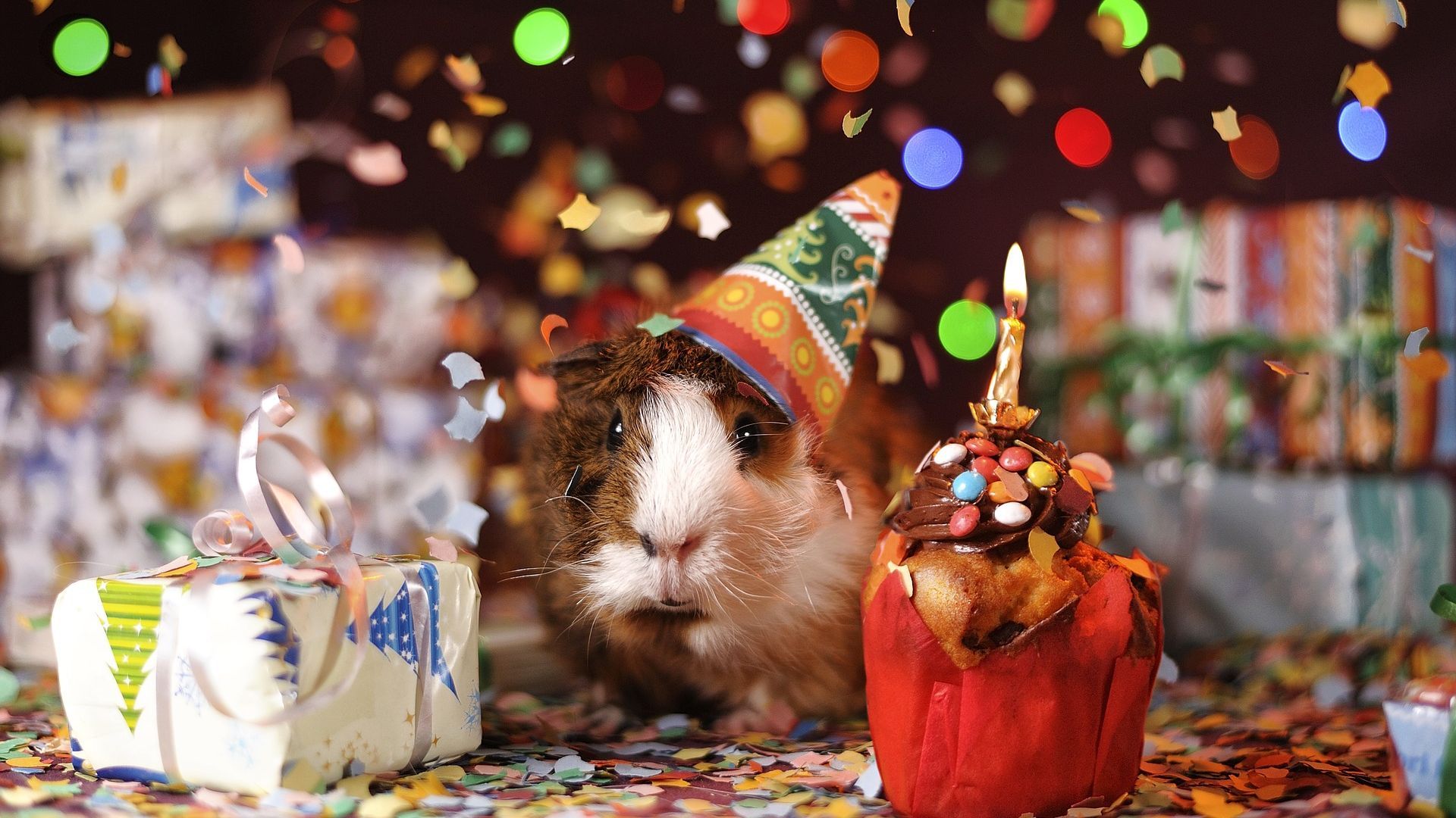 guinea-pig-1969698_1920.jpg