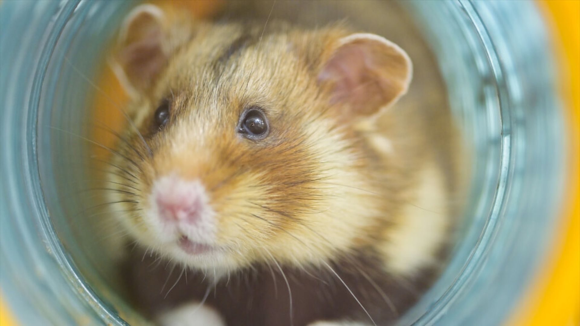 hamsterjpg_001.jpg hamsterjpg_001.jpg