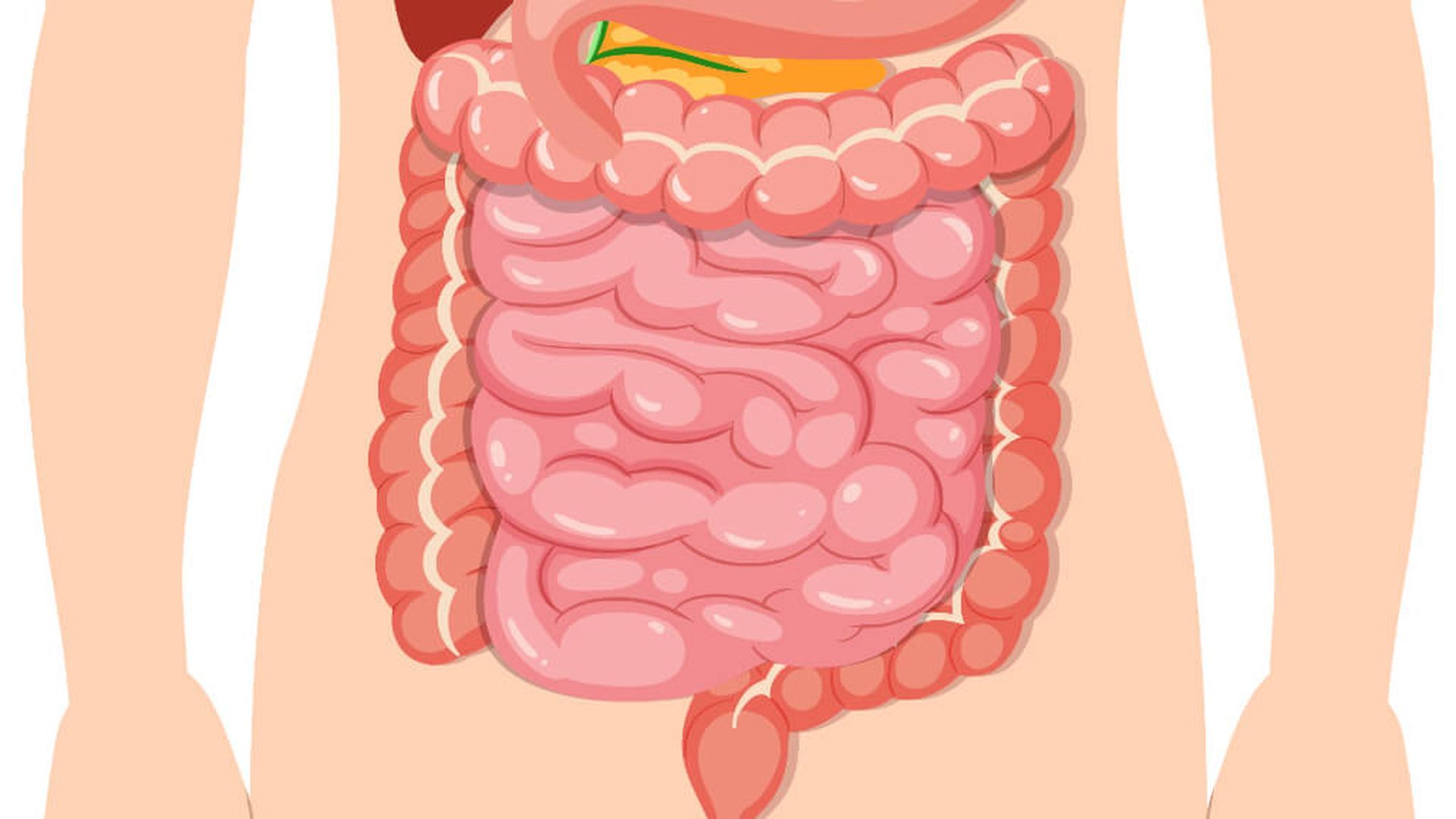 intestino_gruesojpg_001.jpg intestino_gruesojpg_001.jpg